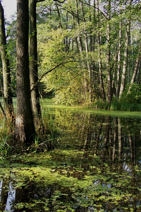 Obszar&#x20;NATURA&#x20;2000&#x20;&#x20;Dolina&#x20;Skrwy&#x20;Lewej&#x20;fot&#x2e;&#x20;Krzysztof&#x20;Nawrocki