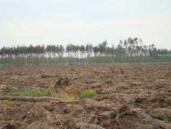 Usuwanie&#x20;skutków&#x20;huraganu