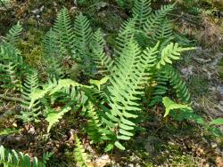 Podrzeń&#x20;żebrowiec&#x20;&#x28;Blechnum&#x20;spicant&#x29;&#x20;–&#x20;gatunek&#x20;paproci&#x20;należący&#x20;do&#x20;rodziny&#x20;podrzeniowatych&#x20;&#x28;fot&#x2e;&#x20;A&#x2e;Traut&#x29;