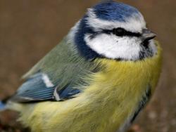 Modraszka&#x2c;&#x20;sikora&#x20;modra&#x20;&#x28;Cyanistes&#x20;caeruleus&#x20;syn&#x2e;&#x20;Parus&#x20;caeruleus&#x29;&#x20;–&#x20;gatunek&#x20;niewielkiego&#x2c;&#x20;osiadłego&#x20;&#x28;niektóre&#x20;populacje&#x20;wędrowne&#x29;&#x20;ptaka&#x20;z&#x20;rodziny&#x20;sikorowatych&#x20;&#x28;fot&#x2e;&#x20;S&#x2e;&#x20;Lisek&#x29;