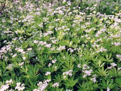 Przytulia&#x20;wonna&#x2c;&#x20;marzanka&#x20;wonna&#x20;&#x28;Galium&#x20;odoratum&#x29;&#x20;–&#x20;gatunek&#x20;rośliny&#x20;wieloletniej&#x20;należący&#x20;do&#x20;rodziny&#x20;marzanowatych&#x2e;&#x20;W&#x20;Polsce&#x20;jest&#x20;dość&#x20;pospolita&#x20;na&#x20;całym&#x20;niżu&#x2e;&#x20;&#x28;fot&#x2e;&#x20;S&#x2e;&#x20;Lisek&#x29;