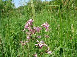 Firletka&#x20;poszarpana&#x20;&#x28;Lychnis&#x20;flos-cuculi&#x20;L&#x2e;&#x29;&#x20;–&#x20;gatunek&#x20;byliny&#x20;należący&#x20;do&#x20;rodziny&#x20;goździkowatych