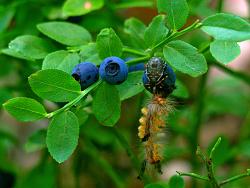 Borówka&#x20;czarna&#x20;&#x28;Vaccinium&#x20;myrtillus&#x20;L&#x2e;&#x29;&#x20;–&#x20;gatunek&#x20;rośliny&#x20;wieloletniej&#x20;z&#x20;rodziny&#x20;wrzosowatych&#x20;&#x28;Ericaceae&#x29;&#x2e;&#x20;Ma&#x20;wiele&#x20;zwyczajowych&#x20;nazw&#x3a;&#x20;jagoda&#x2c;&#x20;czernica&#x2c;&#x20;czarna&#x20;jagoda&#x2c;&#x20;czarna&#x20;borówka&#x2e;