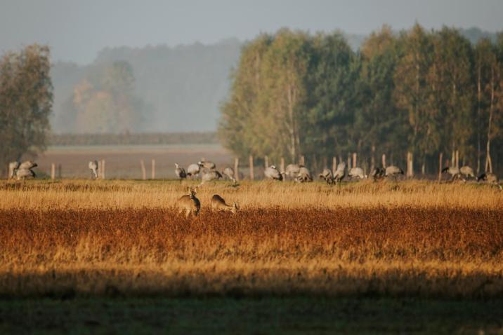 Zdjęcie&#x20;przedstawia&#x20;dwie&#x20;sarny&#x20;na&#x20;łące&#x2c;&#x20;za&#x20;nimi&#x20;stado&#x20;żurawi&#x2c;&#x20;pole&#x20;i&#x20;las&#x2e;Fot&#x2e;&#x20;S&#x2e;&#x20;Brożek