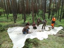 Zawiadomienie o planowanych zabiegach agrolotniczych w Lasach Państwowych