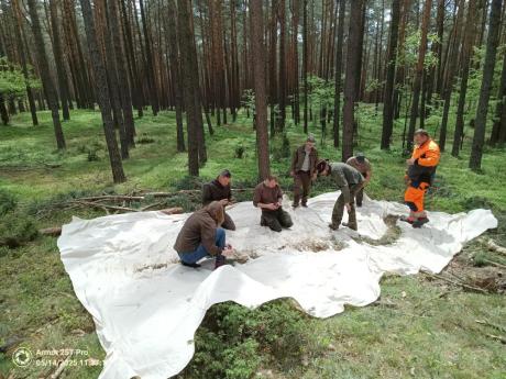 Zawiadomienie o planowanych zabiegach agrolotniczych w Lasach Państwowych