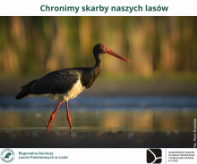 Chronimy skarby naszych lasów